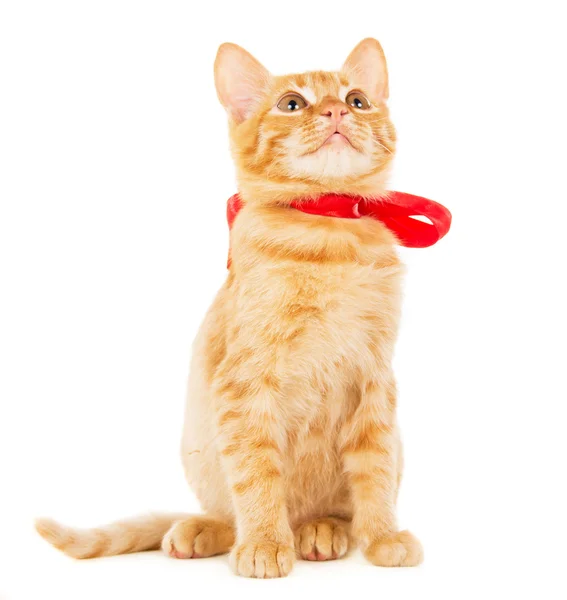 Beautiful red kitten with ribbon — Stock Photo, Image