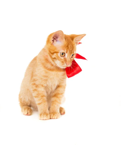 Piękne młode rudy kotek — Zdjęcie stockowe