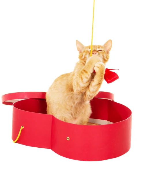 Cheerful kitty sits in a box — Stock Photo, Image