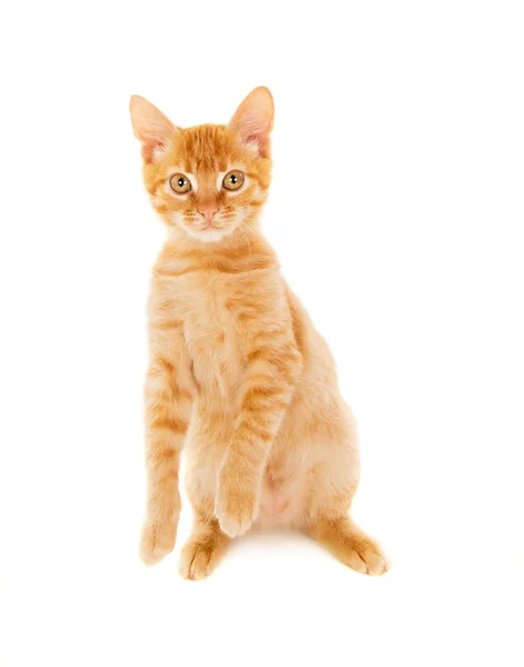 Vrolijke roodharige kitten — Stockfoto