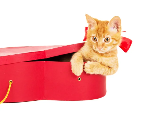 Cheerful kitty with a ribbon sits in a box — Stock Photo, Image