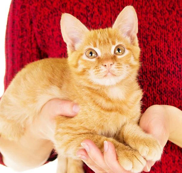 Homem adulto segurar um gatinho de cabelos vermelhos — Fotografia de Stock