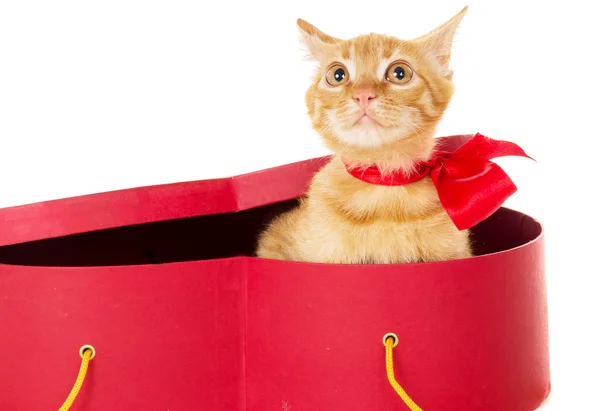 Playful young redhead kitty sits in a box — Stock Photo, Image