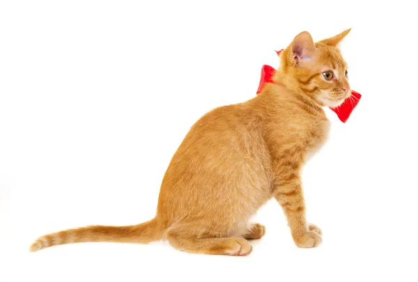 Kırmızı kedi kırmızı kurdele katta oturuyor — Stok fotoğraf