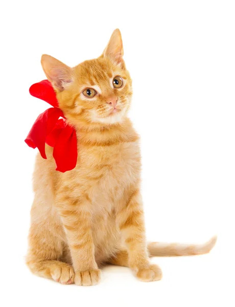 Рыжая кошка сидит на полу с лентой — стоковое фото