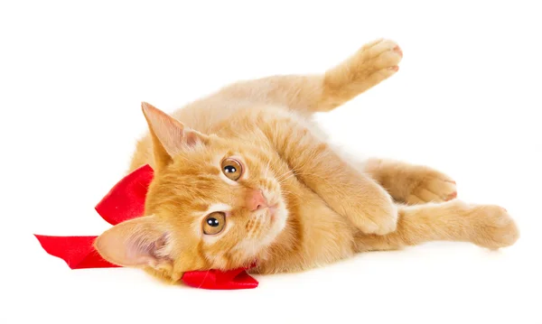 Рыжая кошка лежит на полу в красной ленте — стоковое фото