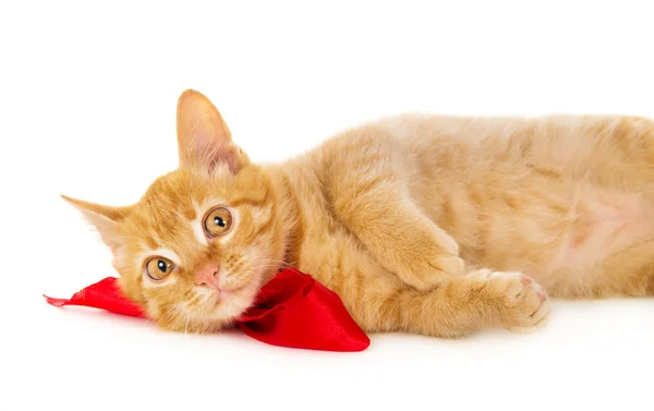 Gato vermelho jaz no chão na fita vermelha — Fotografia de Stock