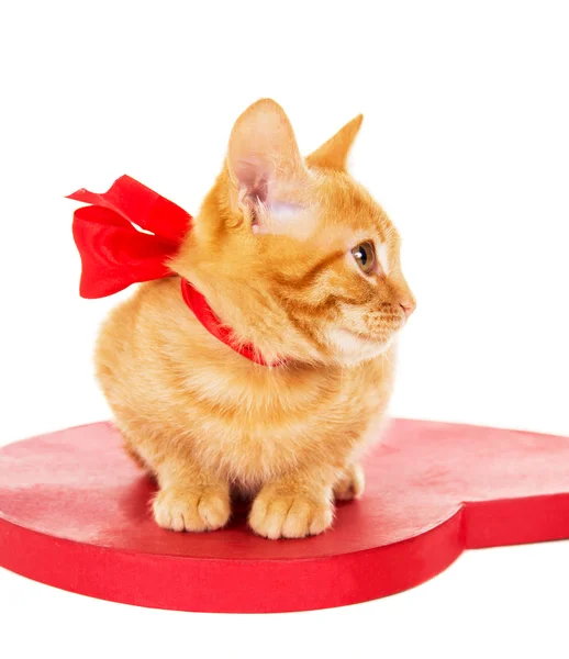 Redhead kitten with ribbon sitting on the heart — Stock Photo, Image