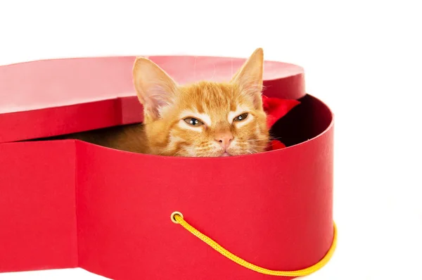 Redhead kitty sits in a box — Stock Photo, Image