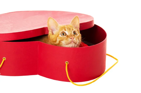 Redhead kitty sits in a box — Stock Photo, Image