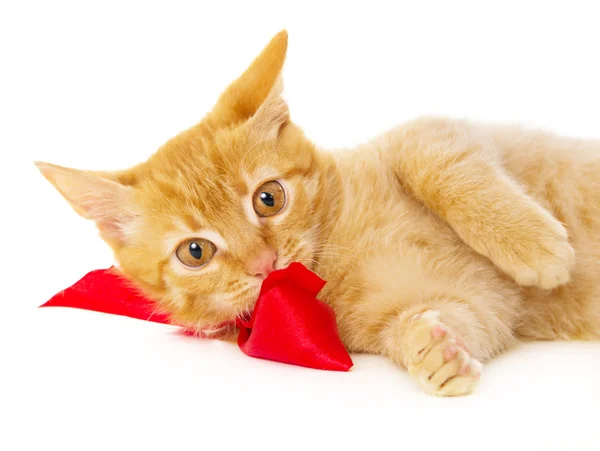 Joven pelirroja gato se encuentra en el suelo en la cinta roja —  Fotos de Stock