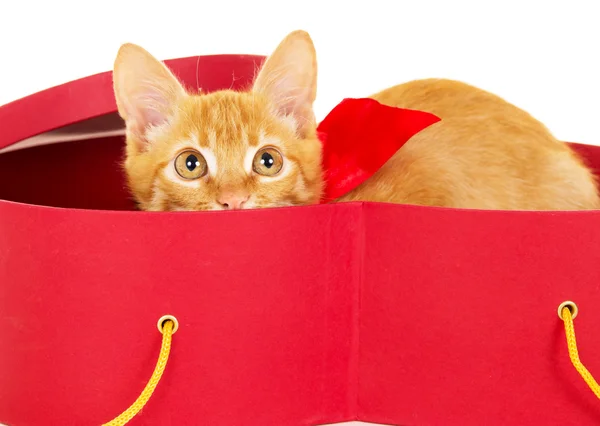 Jeune chaton rousse assis dans une boîte — Photo