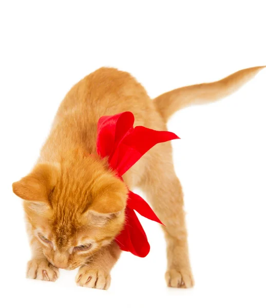 Young redhead kitty — Stock Photo, Image