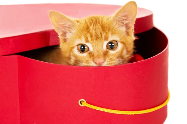 Mladá rusovláska kočička sedí v krabici — Stock fotografie