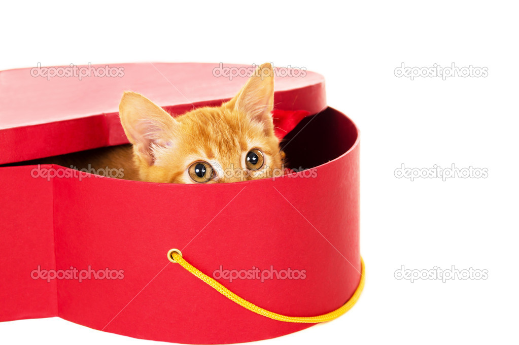 redhead kitty sits in a box
