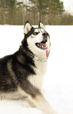 ormanda Sibirya husky köpek