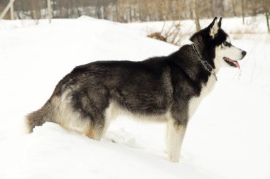 kar Sibirya husky tezgahı