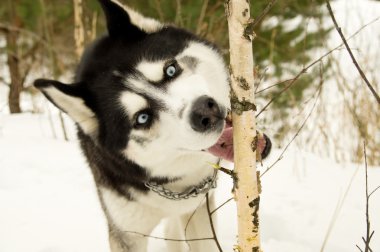Siberian Laika gnaws a tree clipart
