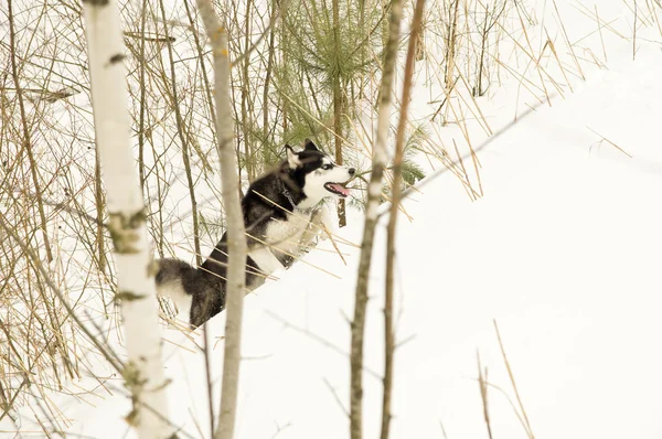 Cão caminhando na floresta no inverno — Fotografia de Stock