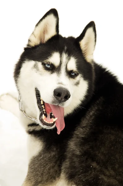 Porträt eines sibirischen Huskys — Stockfoto