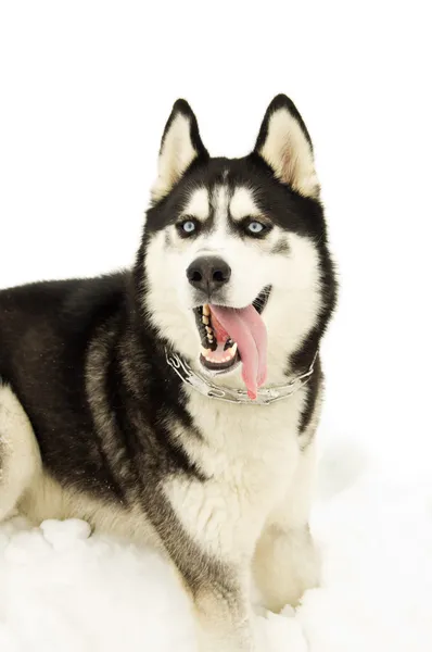 Sibirischer Husky-Hund isoliert — Stockfoto