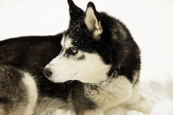 Husky sibérien en hiver — Photo