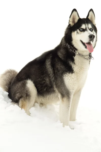 Siberian husky sitter i vinter — Stockfoto