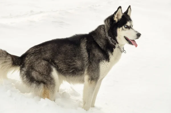 Siberian husky stands at snow on nature — Stock Photo, Image