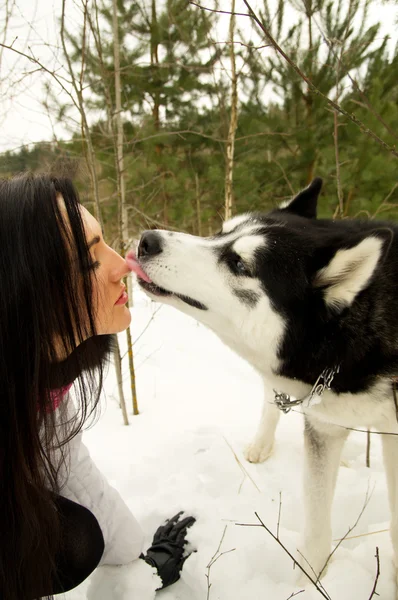 Siberian laika i dziewczyna — Zdjęcie stockowe