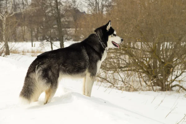 Laika siberiana en invierno naturaleza — Foto de Stock