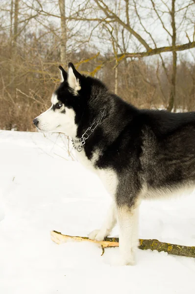 Siberian Laika in winter — Stock Photo, Image