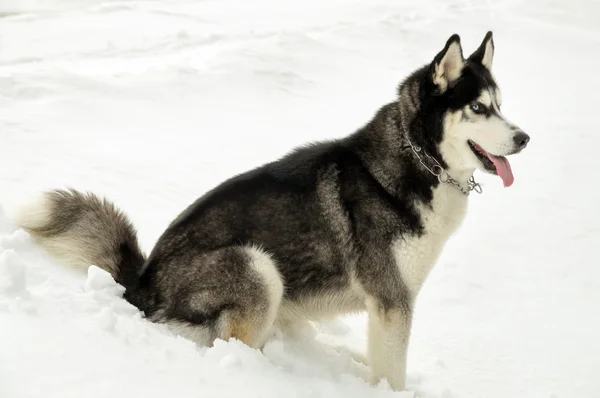 Siberian Laika stands at snow — Stock Photo, Image