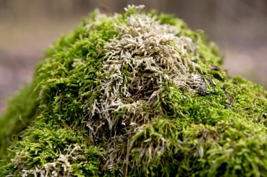 Ormandaki bir ağaçta yosun.