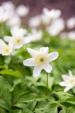 Ormanda kartopu çiçekleri