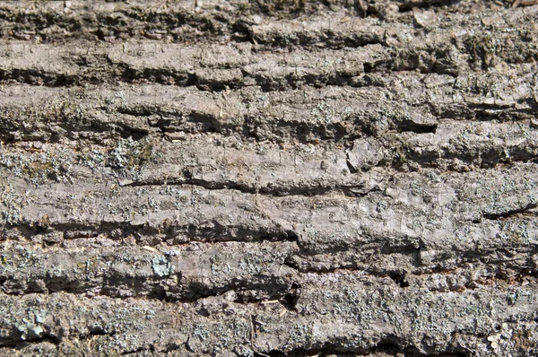 Background, bark of a tree — Stock Photo, Image