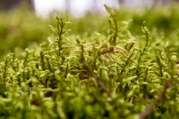 Bright green moss close up — Stock Photo, Image