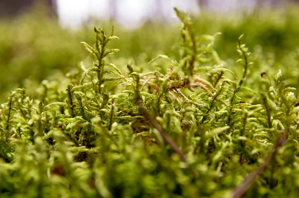 Bright green moss close up Stock Photo