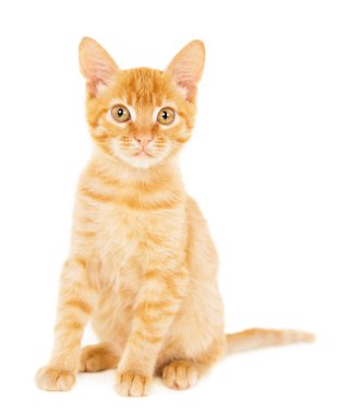 Kızıl saçlı sevimli kedi yavrusu