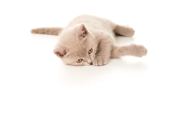 Όμορφο γατάκι βρετανική που κείνται επί του δαπέδου — Φωτογραφία Αρχείου