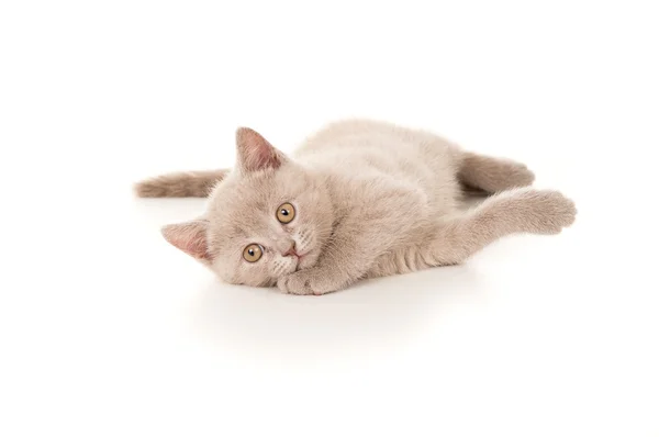 Beautiful British kitten lying — Stock Photo, Image