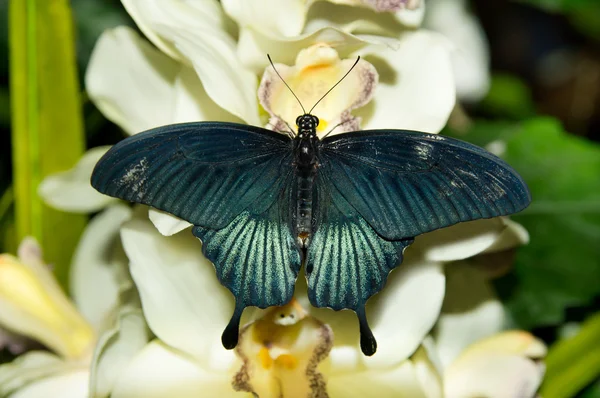 Hermosa mariposa sentada en una flor — Foto de Stock