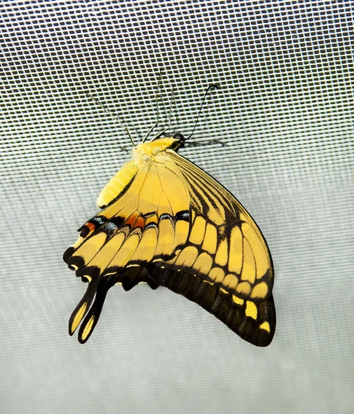 Hermosa mariposa sentada en una rejilla — Foto de Stock