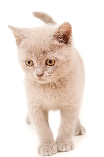 Bela jovem britânico gatinho — Fotografia de Stock