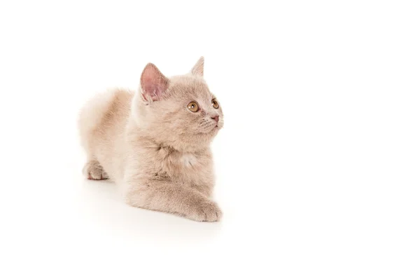 Britse mooie kleine kitten liggend op witte vloer — Stockfoto