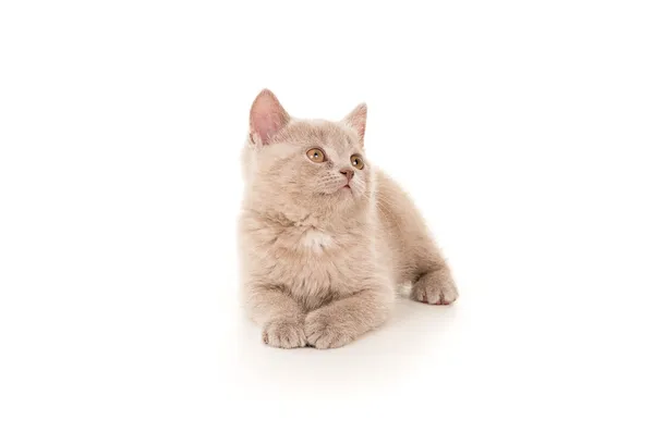 Britânico lindo pequeno gatinho deitado — Fotografia de Stock