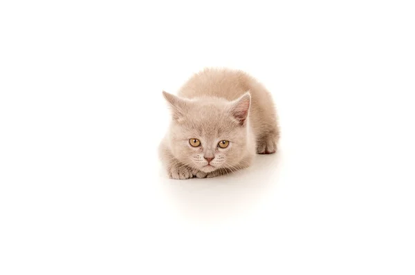 Βρετανική όμορφο μικρό γατάκι — Φωτογραφία Αρχείου