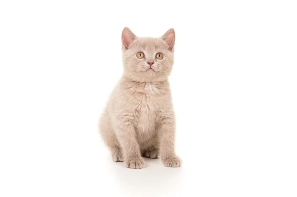 Britânico raça um pequeno gatinho — Fotografia de Stock