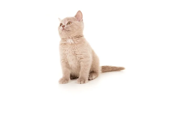 British breed beautiful small kitten isolated — Stock Photo, Image