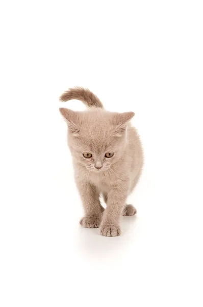 イギリスの品種の子猫 — ストック写真