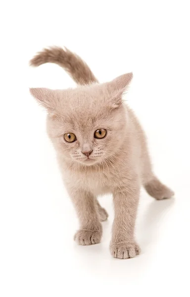 İngiliz cins yavru kedi duman rengi — Stok fotoğraf